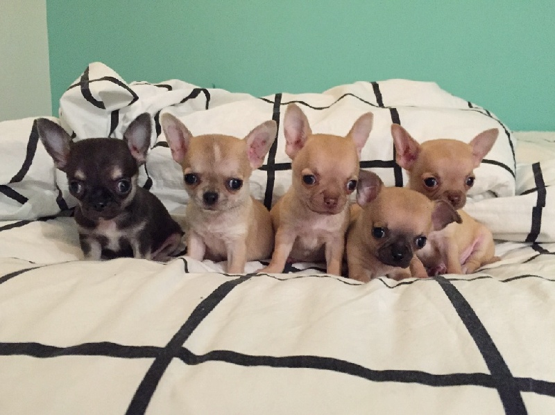 chiot Chihuahua Apple Of Love