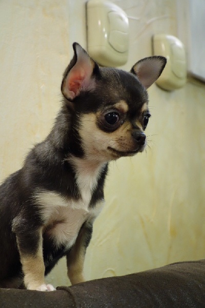 Apple Of Love - Chihuahua - Portée née le 06/11/2014
