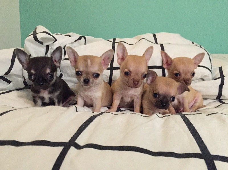 Apple Of Love - Chihuahua - Portée née le 12/01/2016