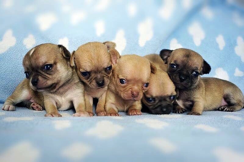 Apple Of Love - Chihuahua - Portée née le 18/03/2015