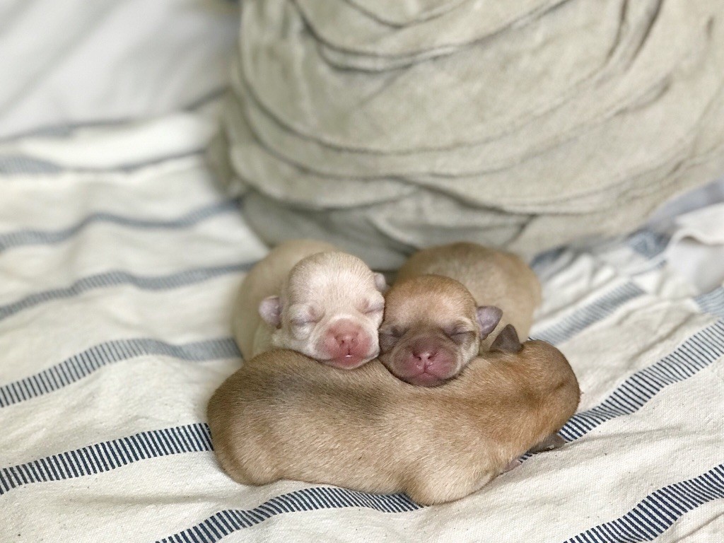 Apple Of Love - Chihuahua - Portée née le 13/08/2018