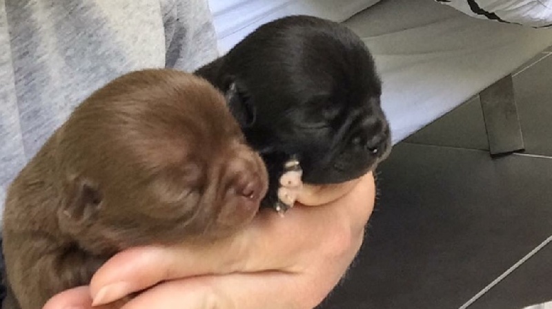 Apple Of Love - Chihuahua - Portée née le 30/03/2016