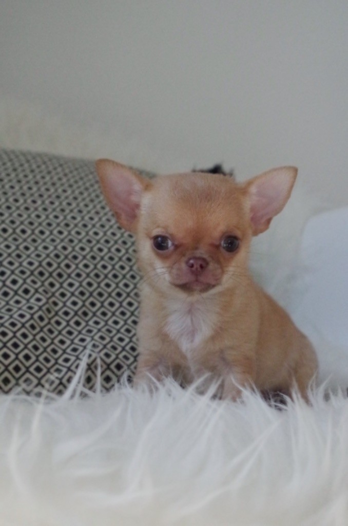Apple Of Love - Chihuahua - Portée née le 07/09/2017