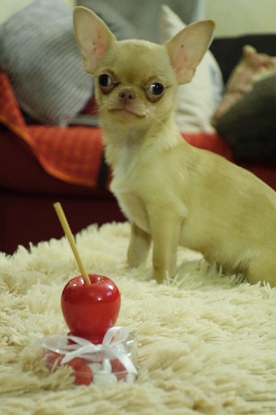 Apple Of Love - Chihuahua - Portée née le 30/10/2014